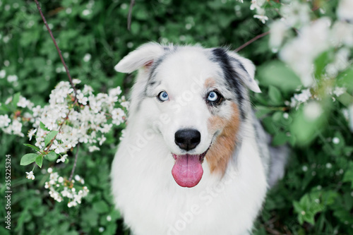 A smiling cute dog with blue eyes sits next to a cherry blossom. Australian shepherd blue Merle