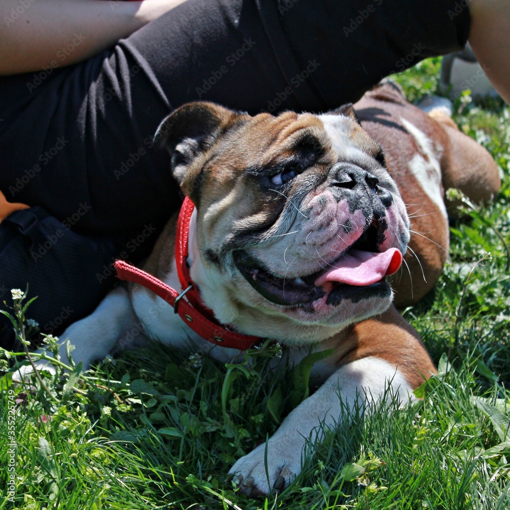 Fototapeta premium Bulldog puppy lying down in the grass