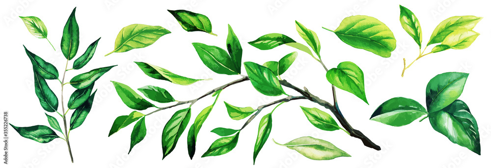Set of bright greenery branches with leaves