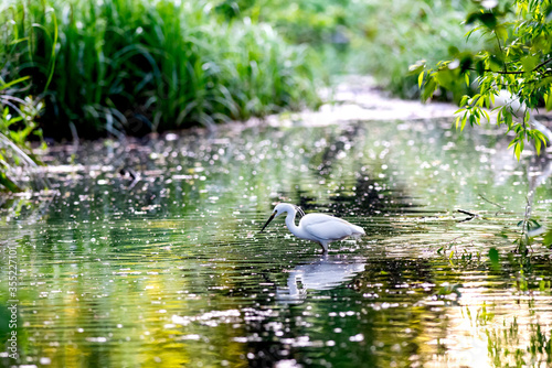 Little Egret hunting for Supper © Wayne