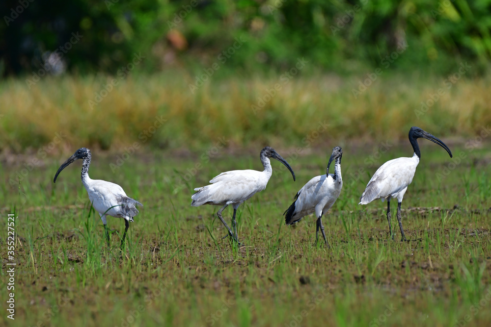 The black-headed ibis (Threskiornis melanocephalus), also known as the Oriental white ibis, Indian white ibis, and black-necked ibis, Bird in rice field 's Thailand.
The black-headed ibis (Threskiornis melanocephalus), also known as the Oriental white ibis, Indian white ibis, and black-necked ibis, Bird in rice field 's Thailand.
