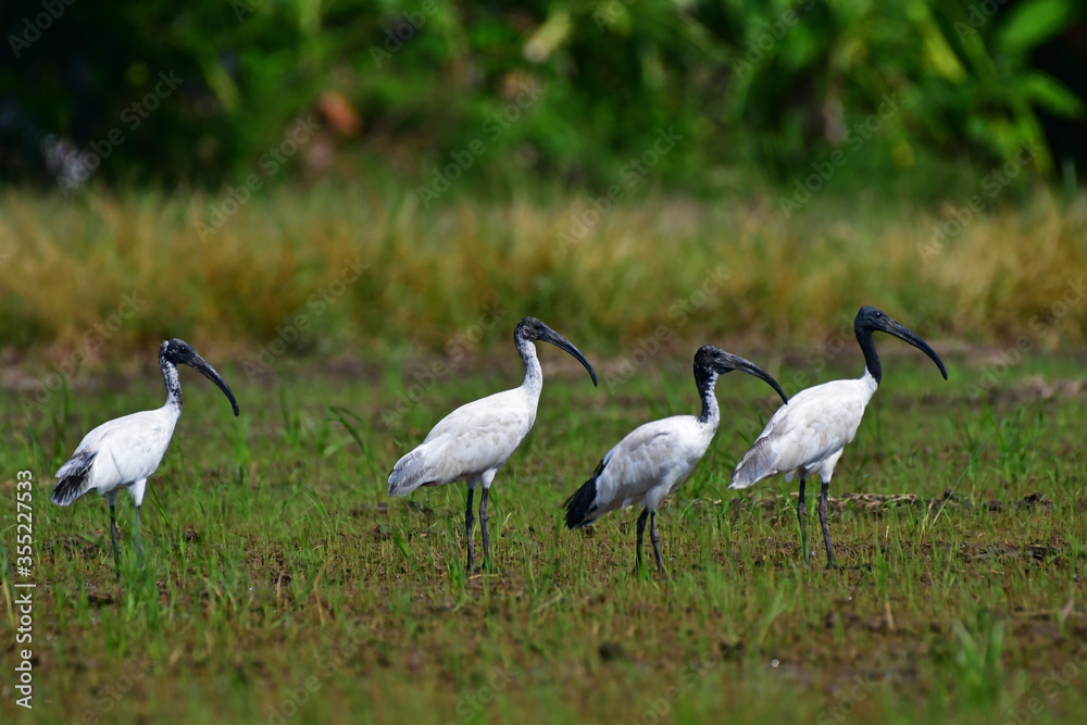 Obraz premium The black-headed ibis (Threskiornis melanocephalus), also known as the Oriental white ibis, Indian white ibis, and black-necked ibis, Bird in rice field 's Thailand. 