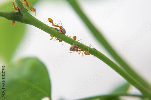 Ants are strong and effective in nature.