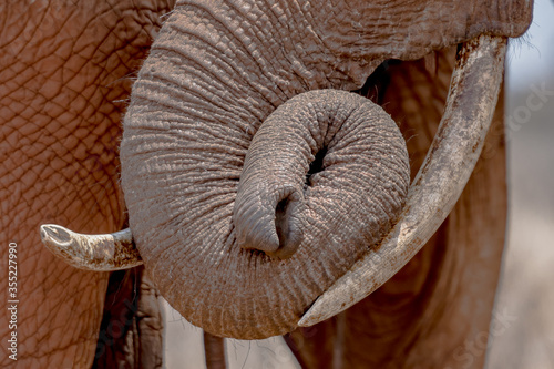 Photography Elephants of Tsavo