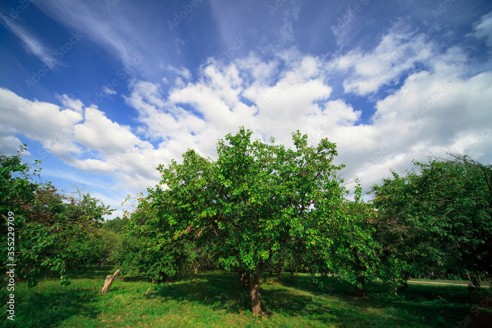 Obraz premium old apple orchard on sunny day
