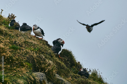 View of a puffin colony in Iceland