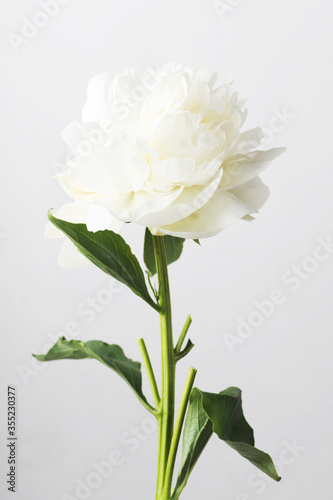 Peony on a white background.