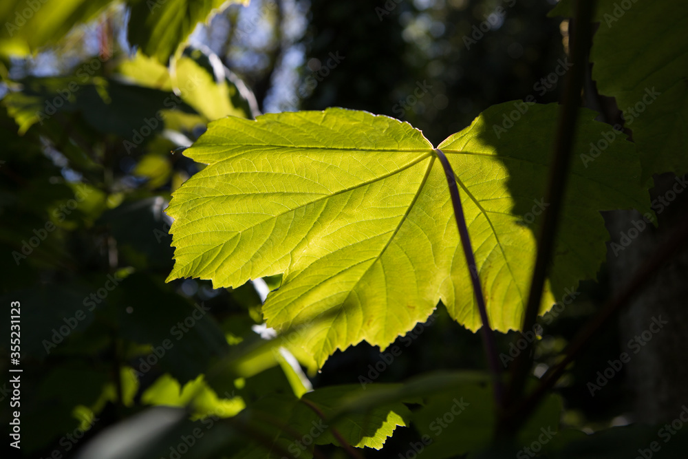 Sunlight shining through a sycamore leaf in a forest highlighting the structure and texture in the leaf Sunlight shining through a sycamore leaf in a forest highlighting the structure and texture in the leaf