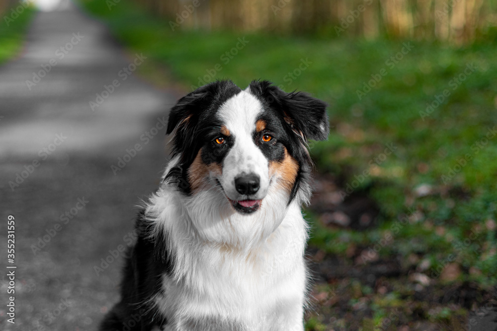Australian Shepherd Australian Shepherd