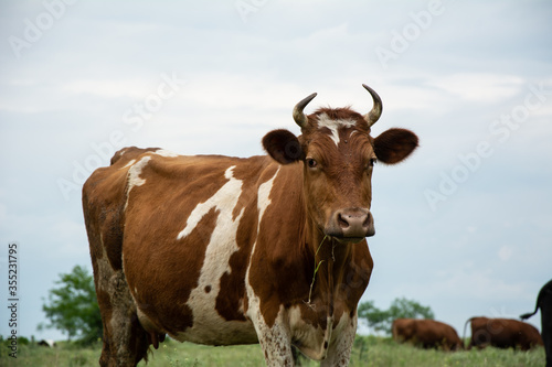 Beautiful cow against the blue sky in the evening