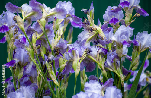 white-purple iris flowers on a dark green background. spring flowers in all its glory.