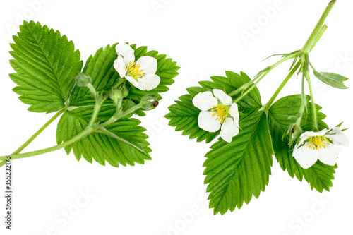 Strawberry flowers with green leaves isolated on white background #355232173