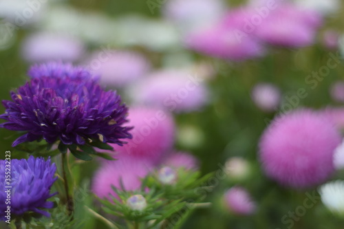 asters