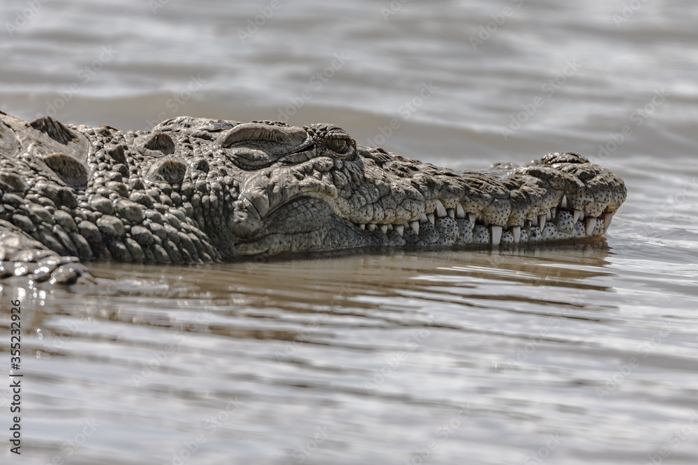 A crocodiles head on the surface of the water A crocodiles head on the surface of the water