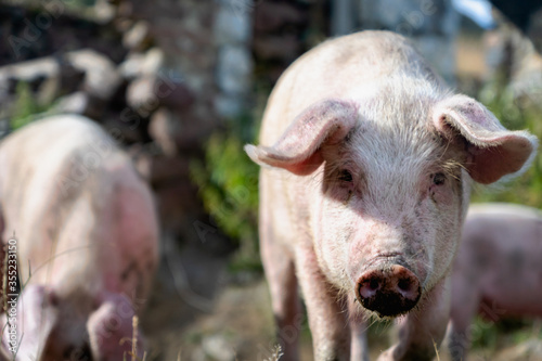 Pig portrait at free range organic pig farm -  pig in countryside agriculture with selective focus © uskarp2