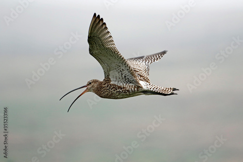 Curlews on the Yorkshire moors calling