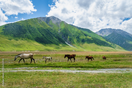 Horses on green pasture and mountain landscape - Truso Valley and Gorge landscape trekking / hiking route, in Kazbegi, Georgia. Truso valley is a scenic trekking route close to North Ossetia.