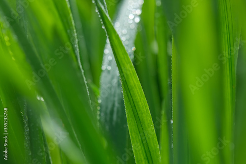 Fresh green  grass with dew drops. Selective focus