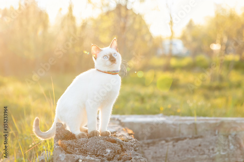 A small kitten sits on a rock in the rays of the sunset in spring © Светлана Федоренко