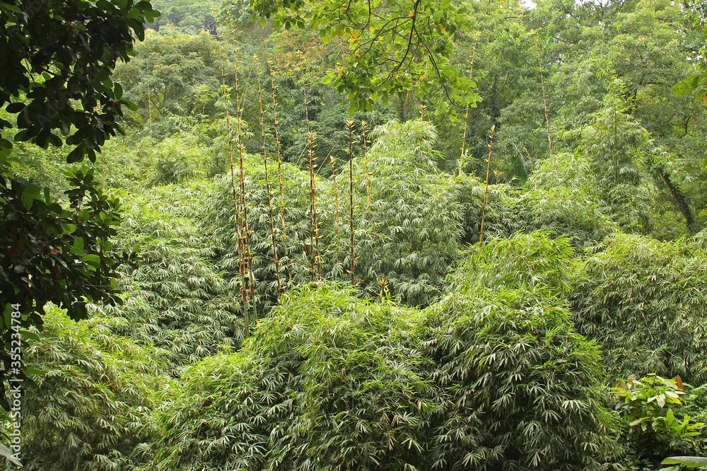 Foto de Bamboo plants introduced to island of Príncipe. Bamboo species