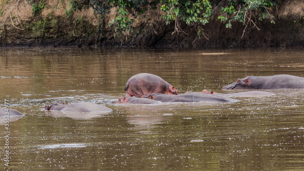 Fototapeta premium Wild Life