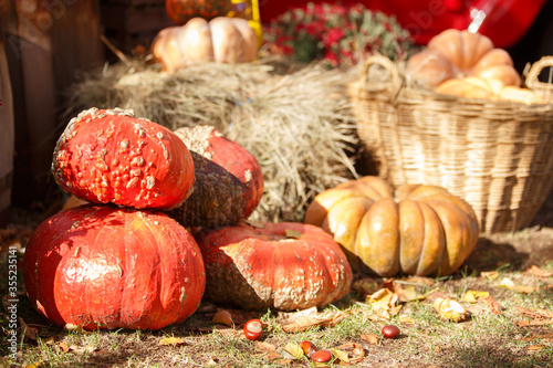 harvest of pumpkin. Vintage iron lantern in autumn scene outdoor. Autumn vintage decor with lanterns and pumpkins. 