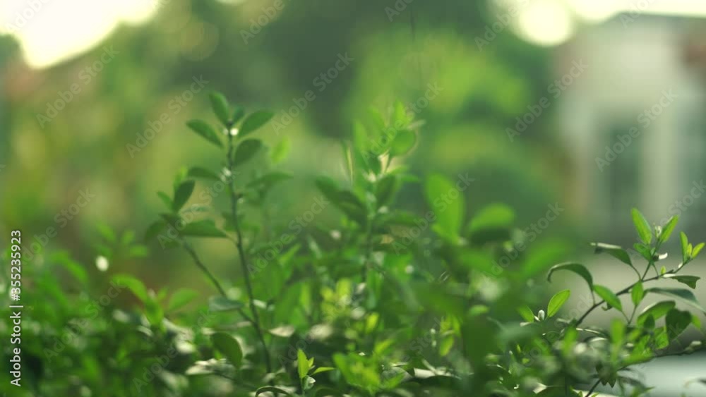 Rack focus of green orange tree leaves in a bright morning sun 4k 30fps Rack focus of green orange tree leaves in a bright morning sun 4k 30fps