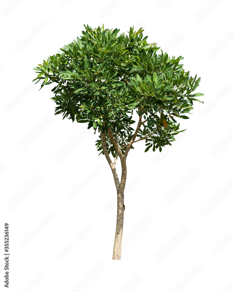 tree isolated on white background