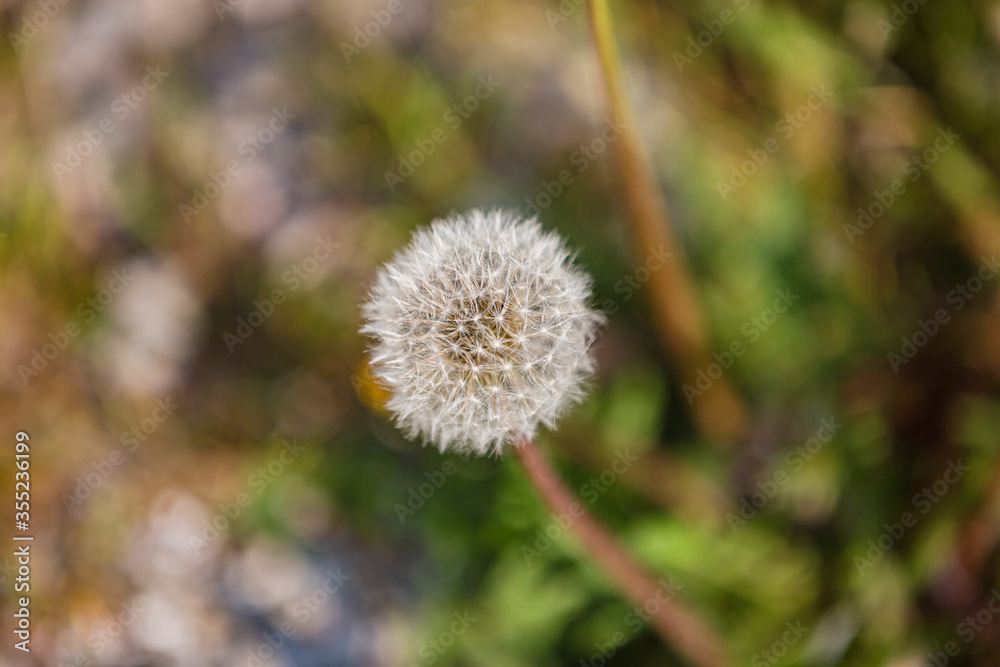 Spring flowers. Spring background. Macro photo of white dandelion flower on nature ground background