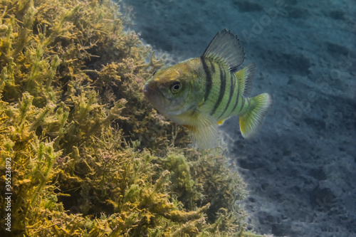 Small perch looks in a lake while diving