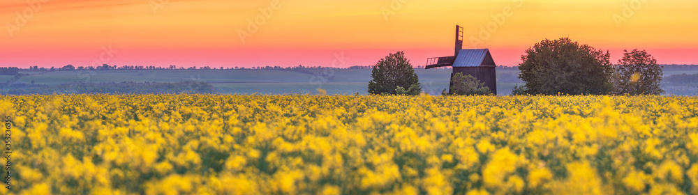 morning panorama with rapeseed field and old wooden windmill with copy space