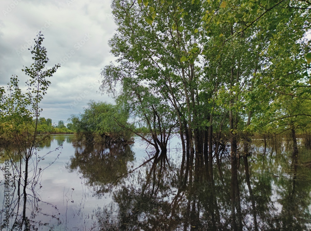 Obraz premium flooded riverbank with trees in the water after a flood against a cloudy sky