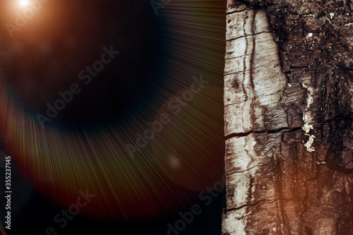 The surface of the tree trunk. Textured bark with large grooves. Copypast