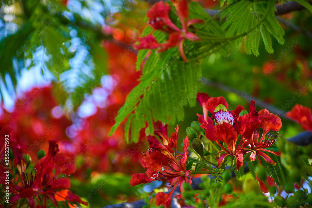 royal poinciana flame tree, red poinciana flowers, flowering flame tree, tropical red flowering tree, green leaves, exotic flowering tree, travel destination royal poinciana flame tree, red poinciana flowers, flowering flame tree, tropical red flowering tree, green leaves, exotic flowering tree, travel destination