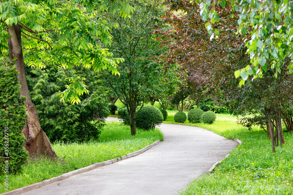 Fototapeta premium A winding asphalt road for pedestrians through a park with many beautiful decorative bushes and trees.