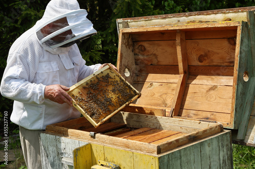 Honey bee on the frame of honeycombs. Beekeeper holds in the hands the frame with bees. Pretty wooden hives.