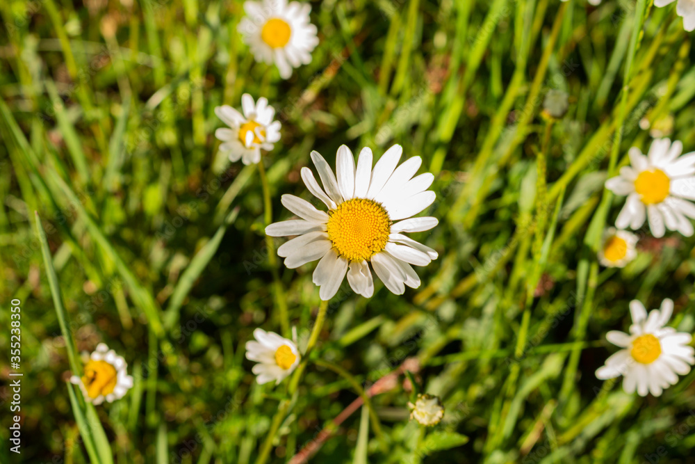 Fototapeta premium Wild camomile daisy flowers growing on green meadow