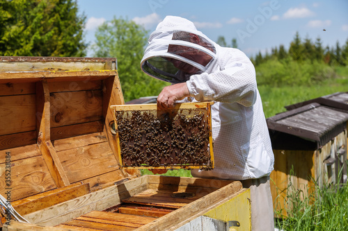 Honey bees on the frame of honeycombs. Beekeeper holds in the hands the frame with bee. Pretty wooden hives.