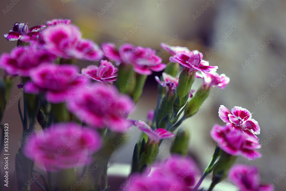 Obraz premium Pinke Blumen im Topf