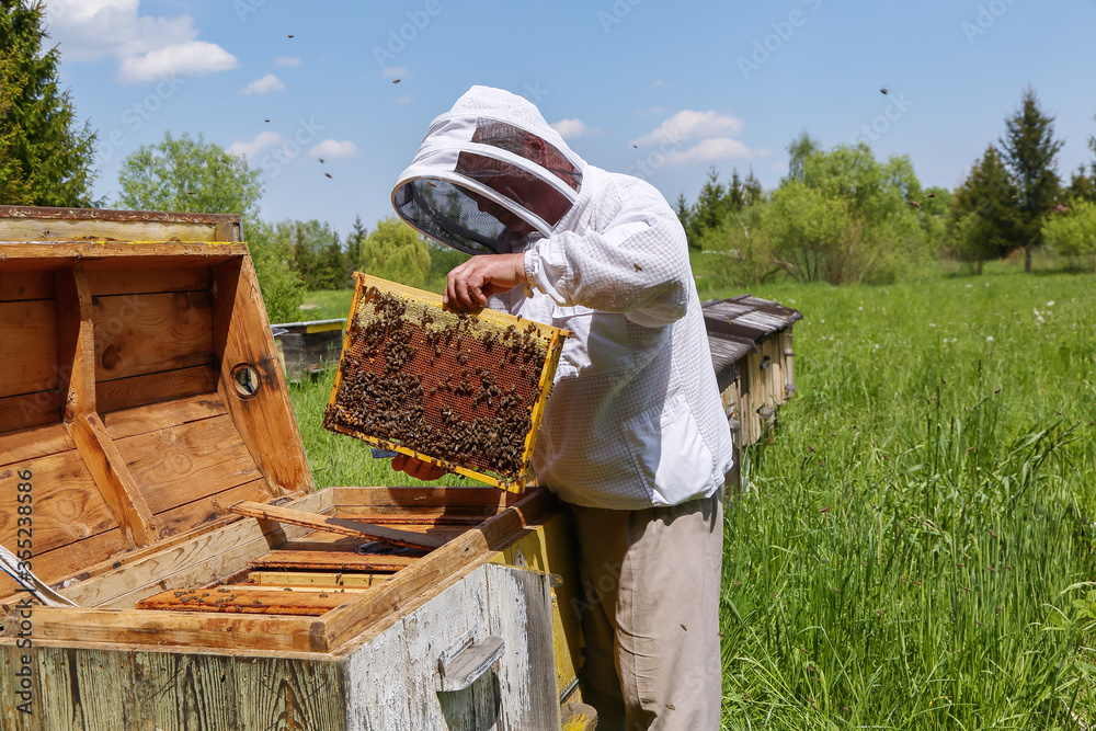 Apiculture. Apiary. Wooden hive. Beekeeper holds in the hands the frame of honeycombs. Carpathian honey bee. Pretty wooden hives. Beautiful spring day. Apiculture. Apiary. Wooden hive. Beekeeper holds in the hands the frame of honeycombs. Carpathian honey bee. Pretty wooden hives. Beautiful spring day.