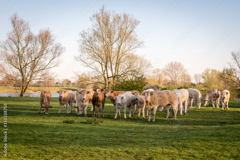 Cow walking in the meadow