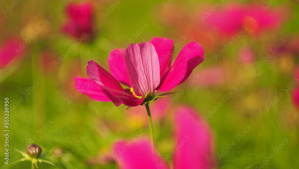 Fototapeta premium Pink Cosmos flower close-up on a blurred bokeh background