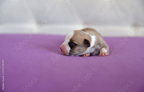 American Staffordshire Terrier puppy