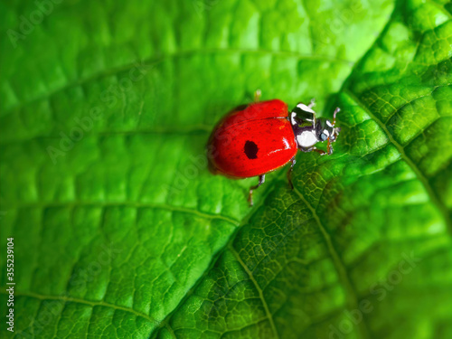 Red Ladybug on a green leaf close-up, selective focus, defocused blurred background. Beautiful insect Lady bird or Lady beetle macro photography wallpaper. 