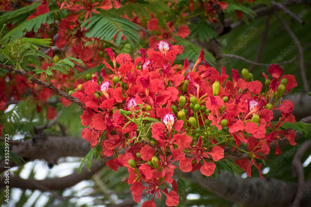 royal poinciana flame tree, red poinciana flowers, flowering flame tree, tropical red flowering tree, green leaves, exotic flowering tree, travel destination
