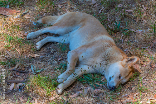 dingo at cleland wildlife park at Adelaide, Australia
