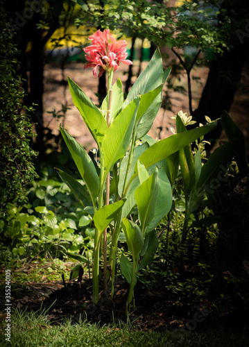 Canna lily flowers grow in the green belt