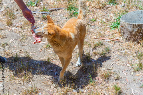 dingo at cleland wildlife park at Adelaide, Australia