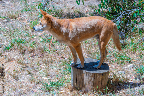 dingo at cleland wildlife park at Adelaide, Australia