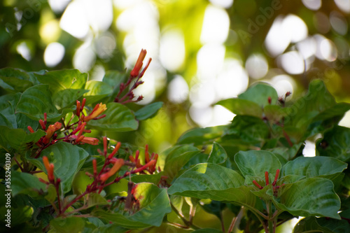 Florida firebush, hamelia patens, native plant butterfly plant, orange and red flowers and green leaves, tropical, exotic flowers, Florida garden plant